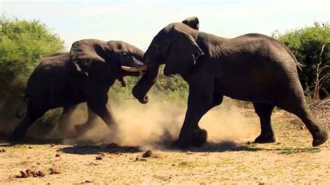 Elephant vs Elephant Fight - Raw footage - YouTube