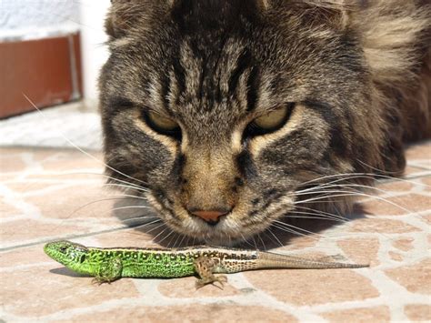 5 Mistakes People Make When Introducing Their Cat to Lizards – The Purrington Post