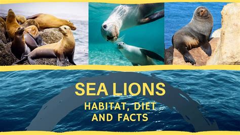 Sea Lions: habitat, diet and facts that will make you love them - Proto Animal