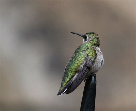 Vickie Henderson Art: The Beauty of Hummingbird Feathers