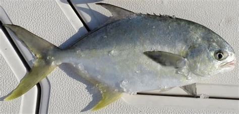 Fish Rules - Pompano in FL State Waters