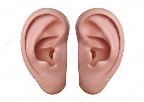 Human ears — Stock Photo © Colour #18325091