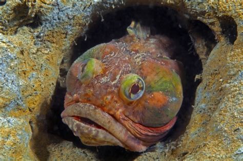 Sarcastic Fringehead, One of the Ocean’s Strangest Fighters