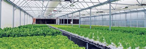 Growing Smarter: An Overview Of A Hydroponic Greenhouse | GrowSpan