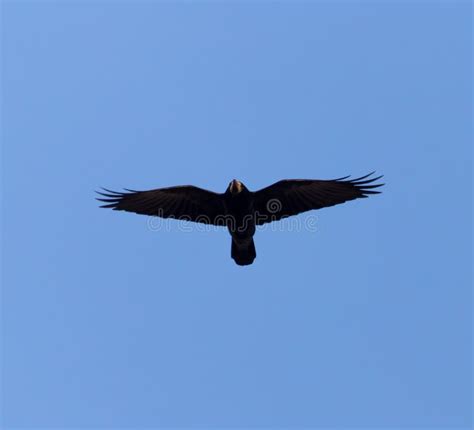 Black Crow on Blue Sky in Flight Stock Image - Image of isolated, animal: 104320531