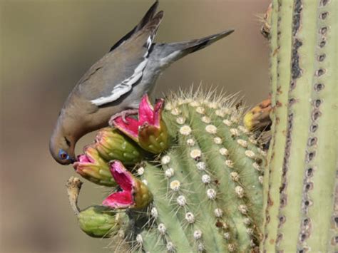 Is Saguaro Cactus Fruit Edible? | Desert Botanical Garden