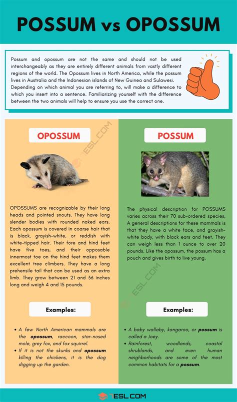 Possum vs. Opossum | The Difference Between a Possum and an Opossum • 7ESL