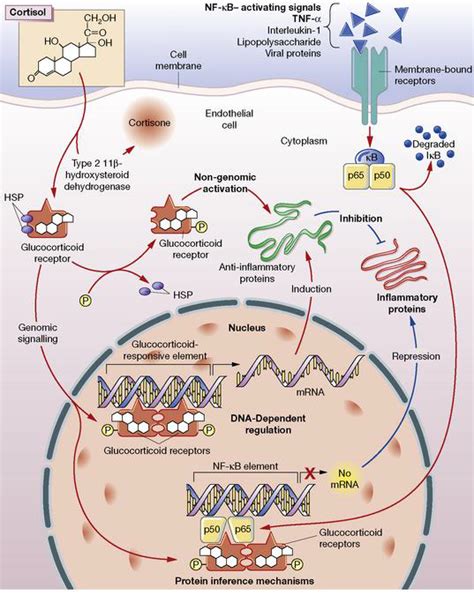 Glucocorticoids Mechanism Of Action