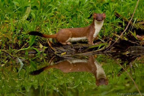 Stoat hunting | Stoat hunting by a river in north wales at s… | Flickr