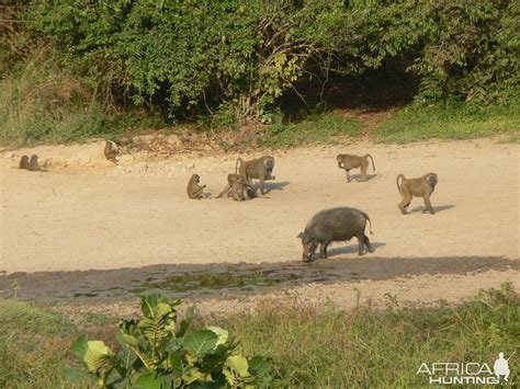 Giant Forest Hog Pictures | AfricaHunting.com