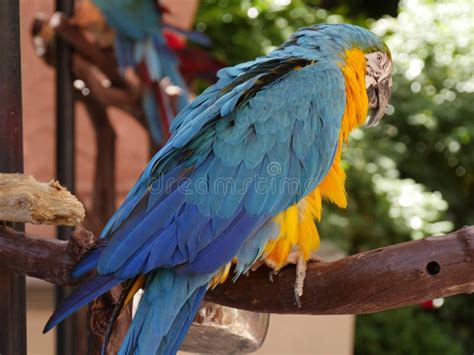 Colorful parrot stock image. Image of bright, birds - 153735565