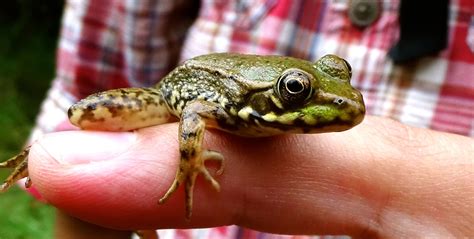 All About Frogs | Burke Museum