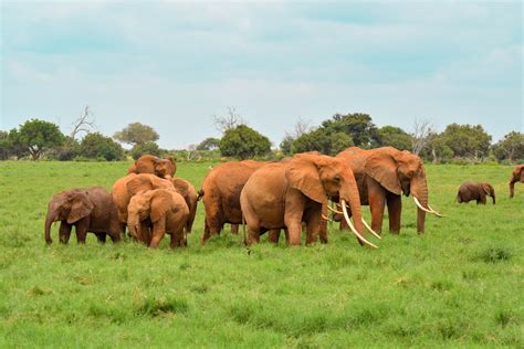 2020 Travel Highlight: The 10 Best Kenya National Parks (with Photos)