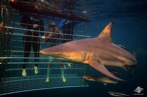 Shark Cage Interesting Facts and Photographs | Seaunseen