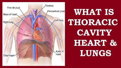 thoracic cavity anatomy