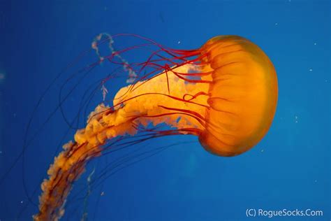 Orange Jellyfish | Orange-Jellyfish-against-blue-background -California-Academy-of ... | Fish J ...