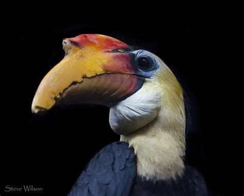 Wrinkled Hornbill | The wrinkled hornbill or Sunda wrinkled … | Flickr
