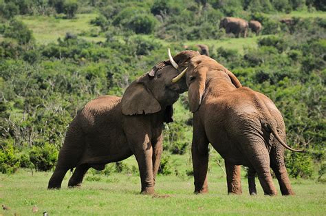 Two Elephants Fighting Photograph by Grobler Du Preez