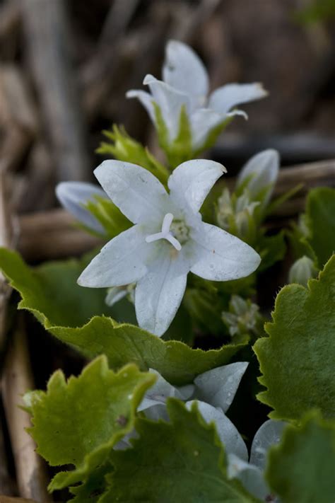 Campanula poscharskyana ‘Alba’ – Nutshell Nursery