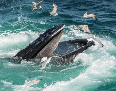 Hungry humpback whale. Open mouth feeding on sand-lance. | Whale, Humpback whale, Animals