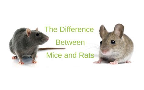 5 Important Differences Between Mice and Rats