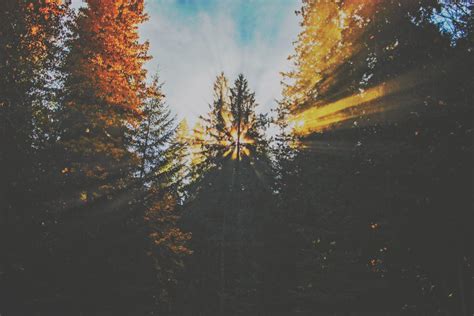 Forest With Sunlight · Free Stock Photo