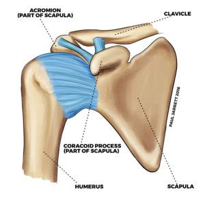Shoulder Anatomy | Murdoch Orthopaedic Clinic