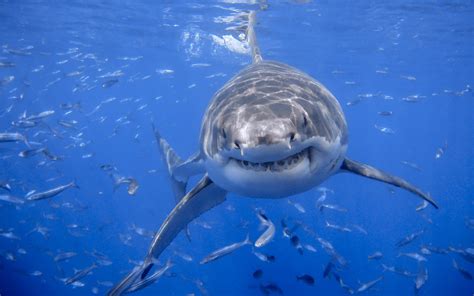 animals shark sea Wallpapers HD / Desktop and Mobile Backgrounds