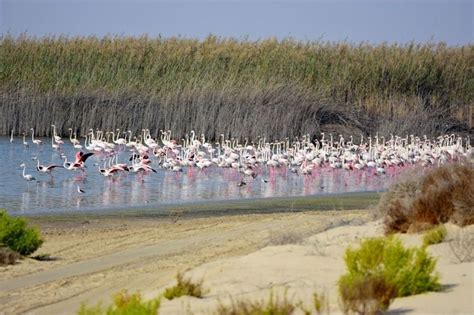 In Photos: Al Wathba Wetland Reserve in Abu Dhabi to temporarily close ...