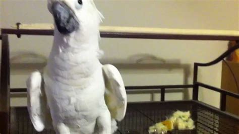 BARETTA PART 1 | Animals, Parts, Parrot