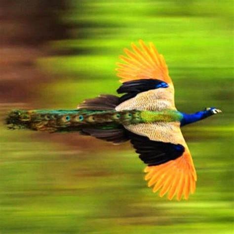 Flying peacock! | Birds | Pinterest | Peacocks and Bird