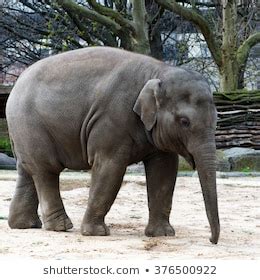Baby Elephant Zoo Stock Photo (Edit Now) 1289331172