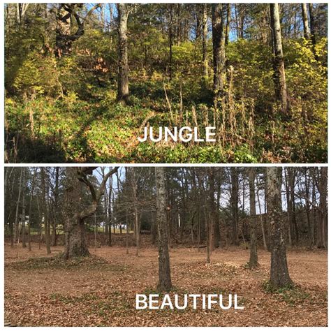 Brush Clearing: Brush Removal in Nashville | All Terrain Land Clearing and Brush Control