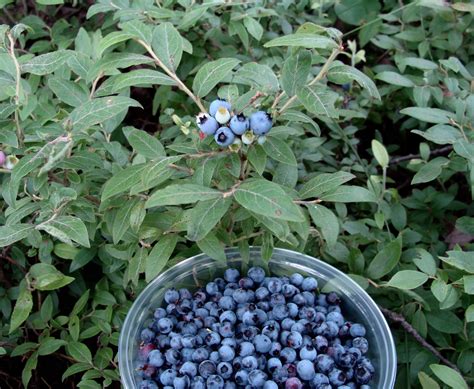 How to grow Wild blueberries? - Twigs Cafe