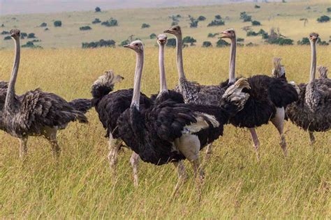 Ostrich Facts: Habitat, Behavior, Diet