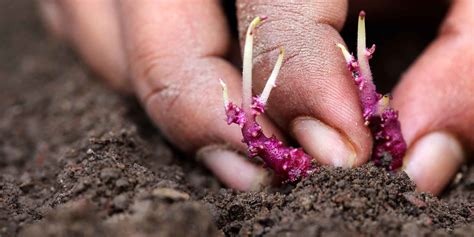 Ways Our Soil Losses Its Fertility | Greenlife | 2024 Update