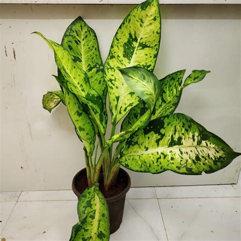 Dieffenbachia Maculata "Exotica" - NurseryBuy