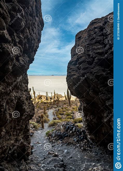 Cactus Island in the Salar De Uyuni in the Bolivian Altiplano Stock Photo - Image of desert ...