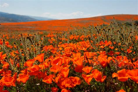 The most beautiful flower valleys in the world -Saholany.com