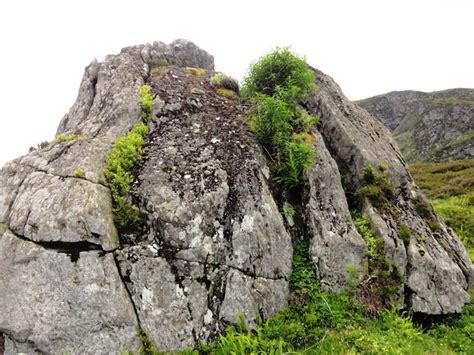 Pelapukan Organik/Biologi: Proses dan Faktor Terjadinya - Geograph88