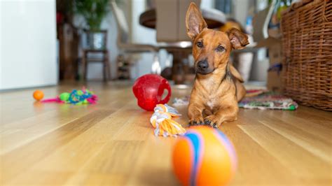 Hund beschäftigen: Diese Spiele können Sie zu Hause nachmachen | Tipps