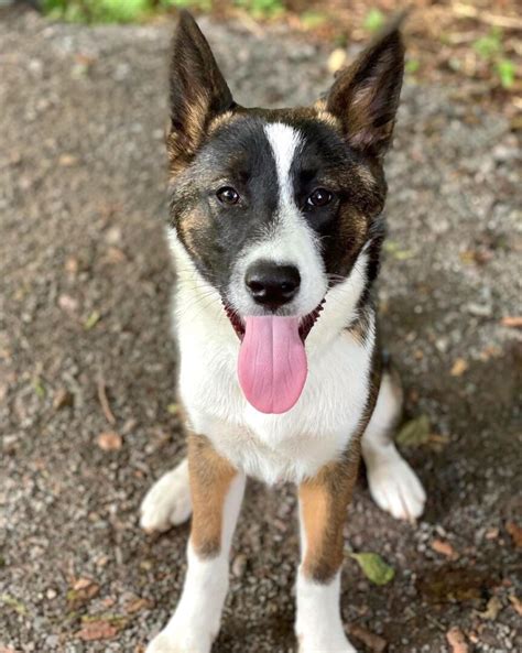 Border Collie Mixes: 43 Fascinating Crossbreeds You'll Love