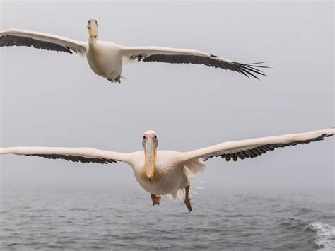 pelican wingspan | Smithsonian Photo Contest | Smithsonian Magazine