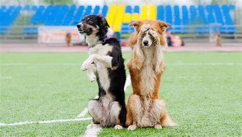 8 Coolest Dog Tricks to Teach Your Dogs and Show Off To Your Friends