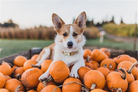 a small dog sitting in a pile of pumpkins