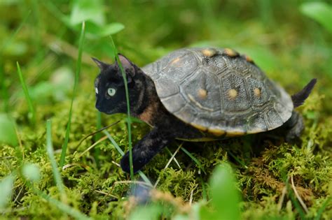 Western Cat Turtles have been known to extirpate a bird species within entire regions. They are ...