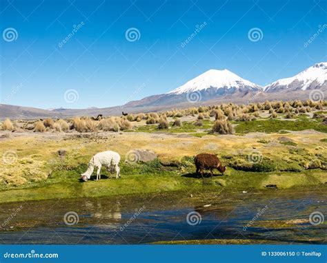 Landscape of the Andes Mountains, with Llamas Grazing Stock Photo - Image of bolivian, america ...