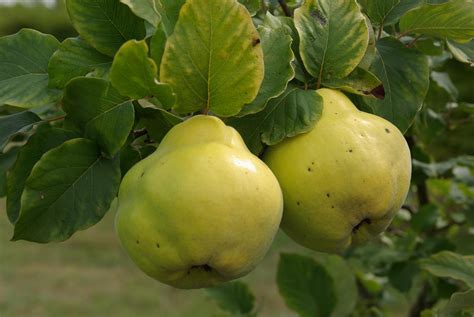 C’est l’automne, la récolte des coings s’annonce… | Botanique Jardins ...