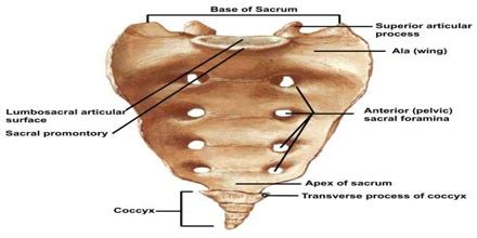 Coccyx - Assignment Point