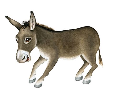 Laughing Donkey Illustrations, Royalty-Free Vector Graphics & Clip Art - iStock